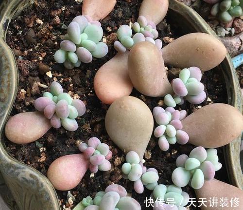 叶插|5月扦插多肉正当时,教你几个小技巧,生根快小苗即多头