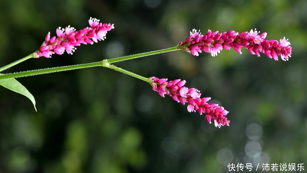 此花生长在人们不去地方,药用价值极高,代表着立志和思念