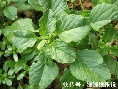 血管神經性水腫|此野菜食用價值和藥用價值很高，秋季吃可解酒護肝、祛風散寒