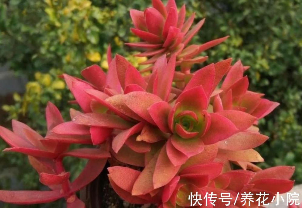 天凉了，给多肉做好3件事，让它变得绚丽多姿