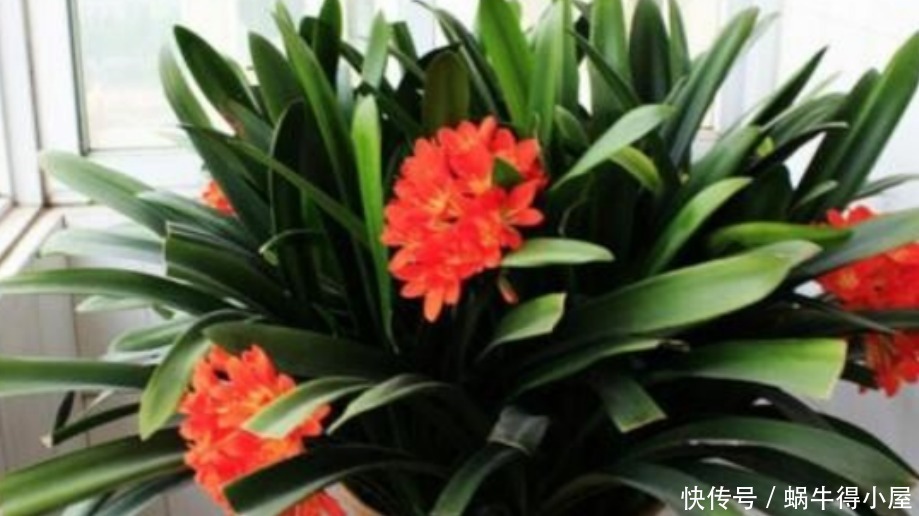 挖掘木炭养花用途:当肥?改善土壤?防治病虫害?