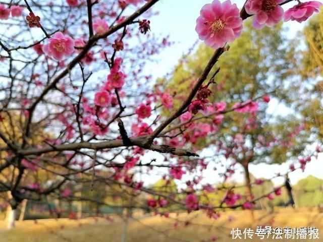 莫负春光赏花时，我在京山这里，等你来