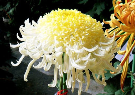 喜欢菊花,不如养盆“菊之珍品”,似芬芳燕舞,五彩缤纷