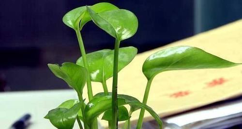 花卉|过期的3种“药片”千万别扔,养花都是“宝”,邻居后悔知道晚