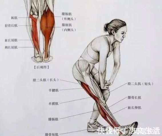 运动|女性“肌肉腿”影响形象试试拉伸改善体态，好身材让你更自信