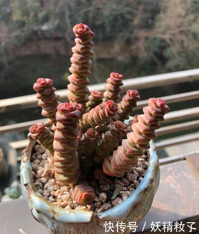 叶插|多肉不长怎么回事原来是“控水”不对,赶紧改正,半个月见效果