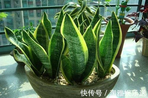 花期|这4种花发现不长个,直接关在“小黑屋”,枝干壮实,花期能提前