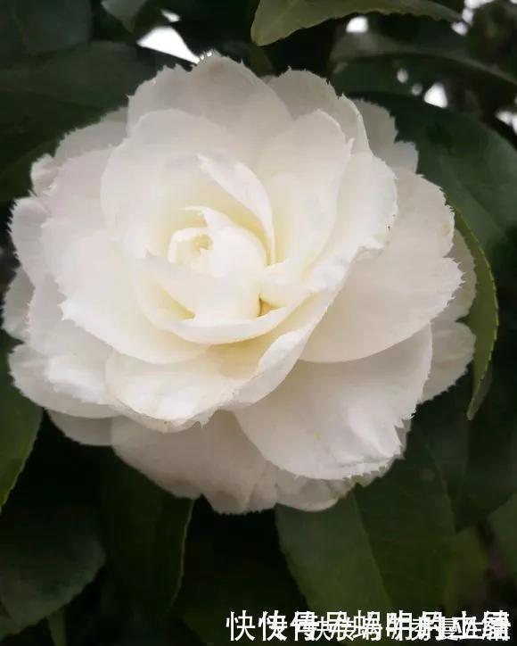 花中娇客|中国传统名花“花中娇客”,30种茶花一开,美了十里八乡