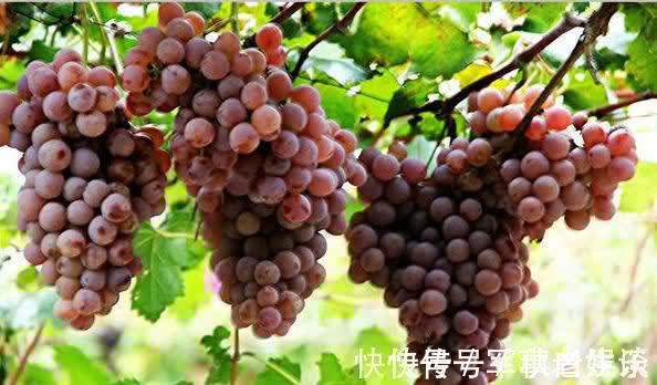 食物|女性不想变黄脸婆,常吃三种食物,排毒清肠,护肤养颜,营养瘦身