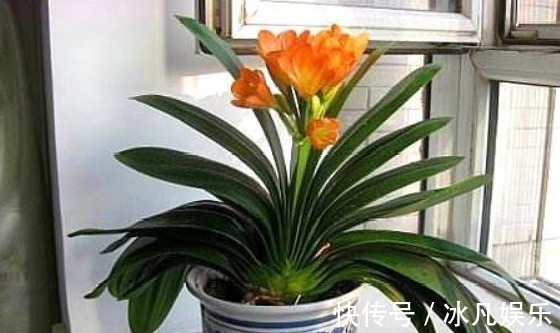 养君子兰，盆里加上“一种液体”，1年养出“100盆”