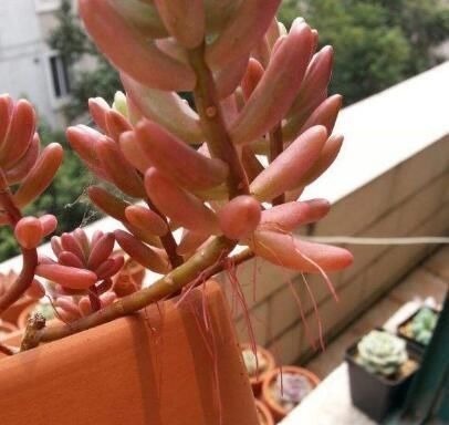 多肉长“胡须”，剪还是留只看一点就知道，养成漂亮茂盛老桩