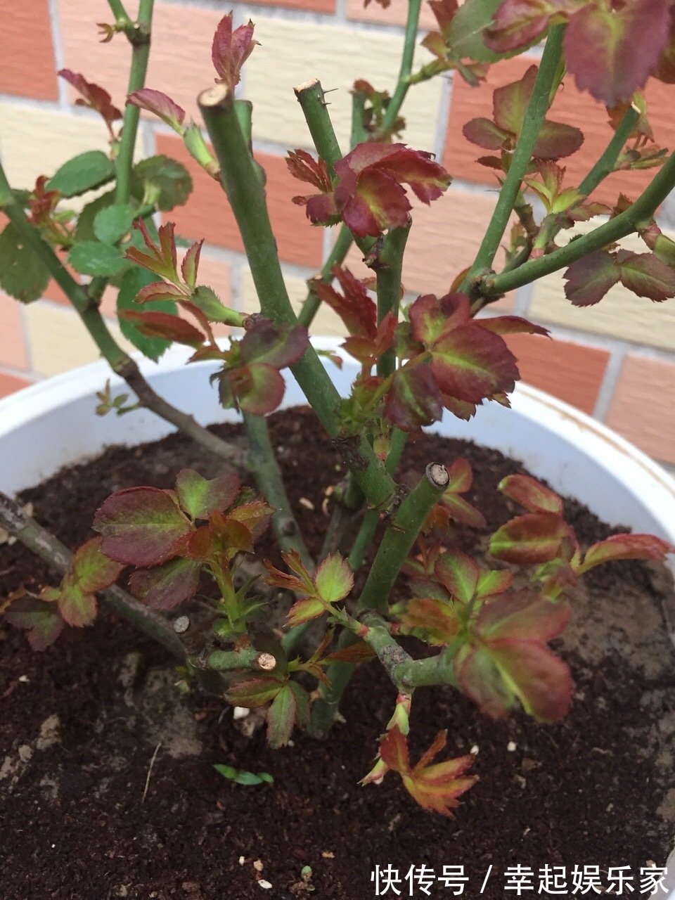 你扔掉的月季、蝴蝶兰,被我捡回来,养了1个月,嗖嗖冒“花芽”