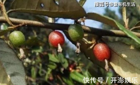 秋天|农村这野果子，深秋季节吃起来酸甜可口，用来泡酒味道极佳！