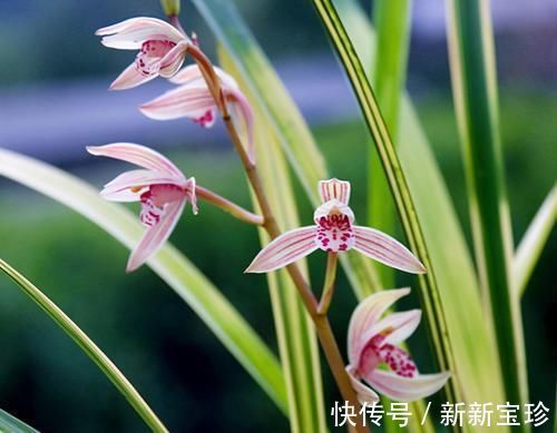 建兰四大艺草之首“八宝奇珍”，花叶俱美，香味怡人，新手适合养