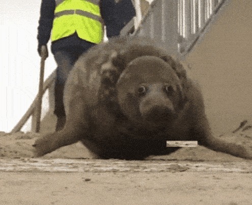 |搞笑GIF趣图:别以为鸡好欺负?真发起威来比狗还厉害