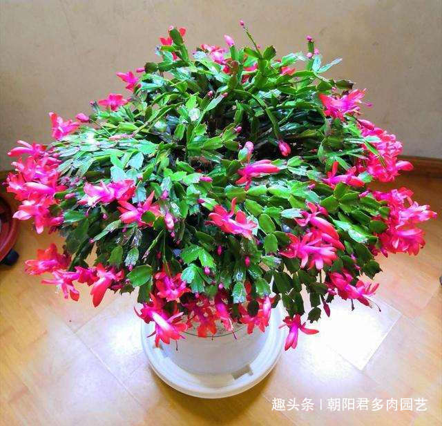 养蟹爪兰,花盆里撒点‘小豆豆’,叶子坚挺开花旺