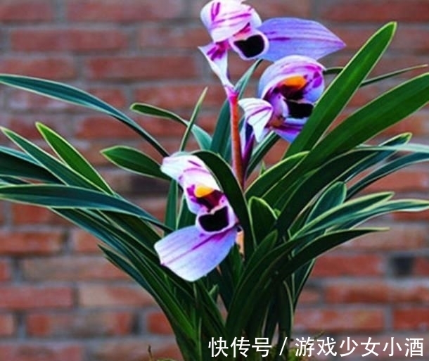 花瓣|花色独一无二的“紫月荷”，梦幻奇特，花香四溢，新手花迷也能养