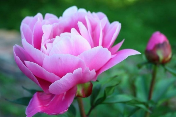 女人|一吵架就“回娘家”的3生肖女,其实只是想让丈夫哄,一哄就好