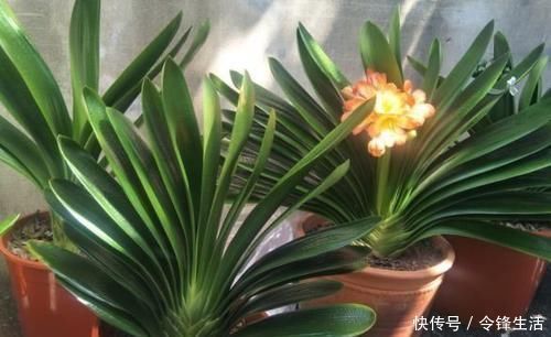 老太太|“懒养”君子兰,一年不施肥,叶片油亮,花朵娇艳,花开四季不断