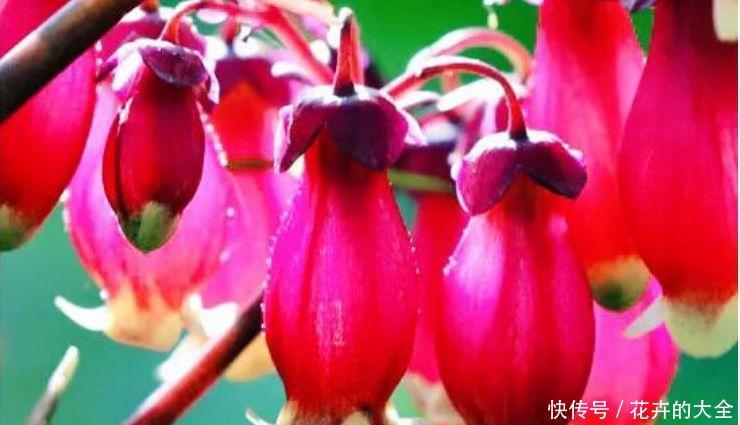 最有仙气的4种花,迷人的花朵,财运爆发,事业风生水起!