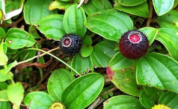 见到|农村见到的“地茄子”,钙含量是牛奶5倍,如今才知价格珍贵