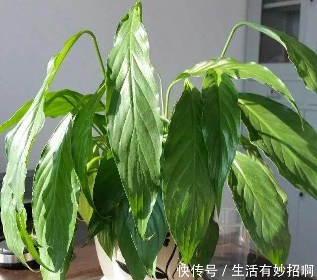 10种花,春天不能晒,躲屋里最安全!10种花,春天不能晒,躲屋里最安全!