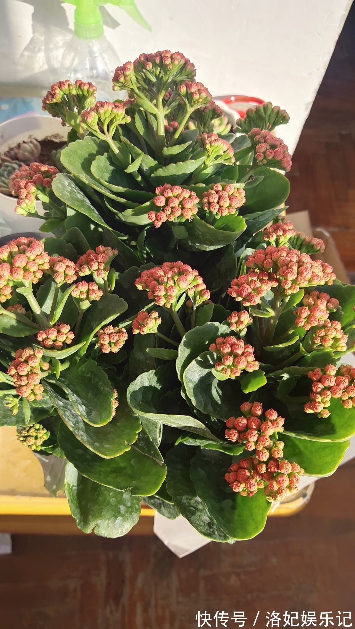 富贵竹|家里有老人，养这6种花定没错，锻炼身体还养身心