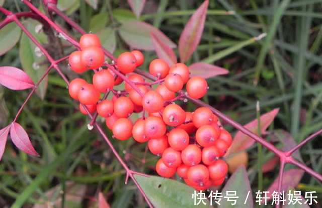 别看这些花草长得美,不要养在家里,“心眼”可坏啦