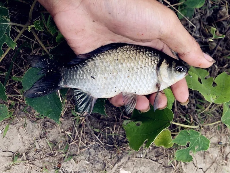 黑坑|这款天然饵料制作方法简单，打窝作钓都很有用，胜过蚯蚓红虫！