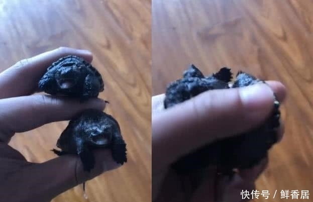 芸芸众物皆可“盘”,盘仙人球忍了,口红忍了,看到美术生过分了