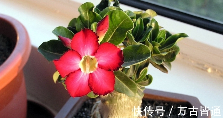 小花|6种省心植物，做到这几点，养好无忧