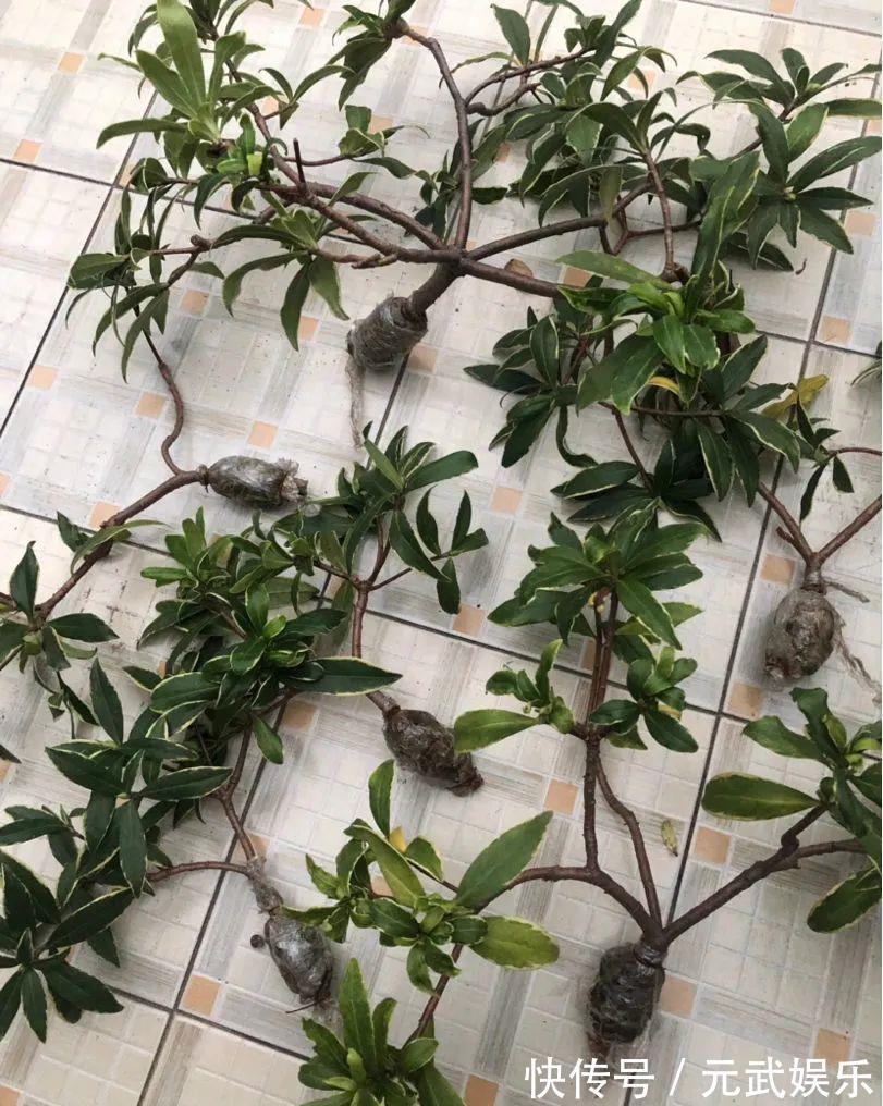 压条|养花技巧:给花切个小口子,埋土里100%生根,根本不用扦插!