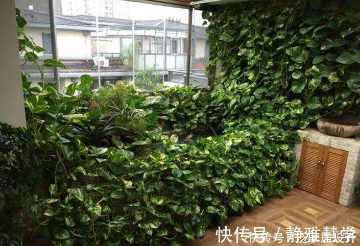 绿萝黄叶不用怕，做好“2补1遮”，快速恢复生机，叶子大又绿！