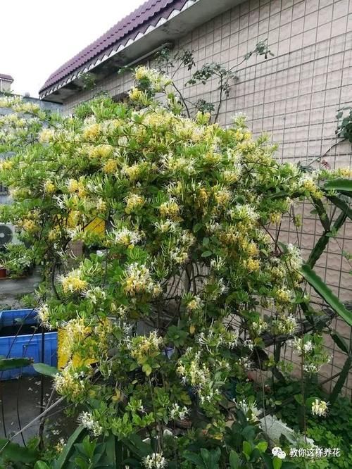 花墙|4种“爬藤花”,容易成花墙,种在阳台院子里太好看了!