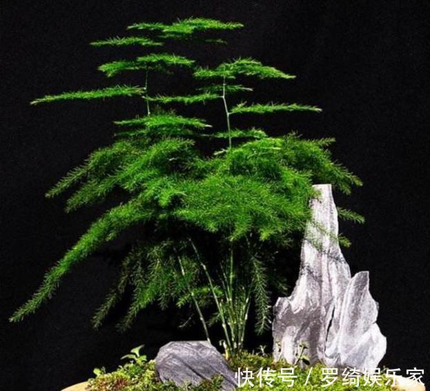 文竹|养盆文竹“困难户”,不发新芽不长个,改4个“毛病”一步窜新芽