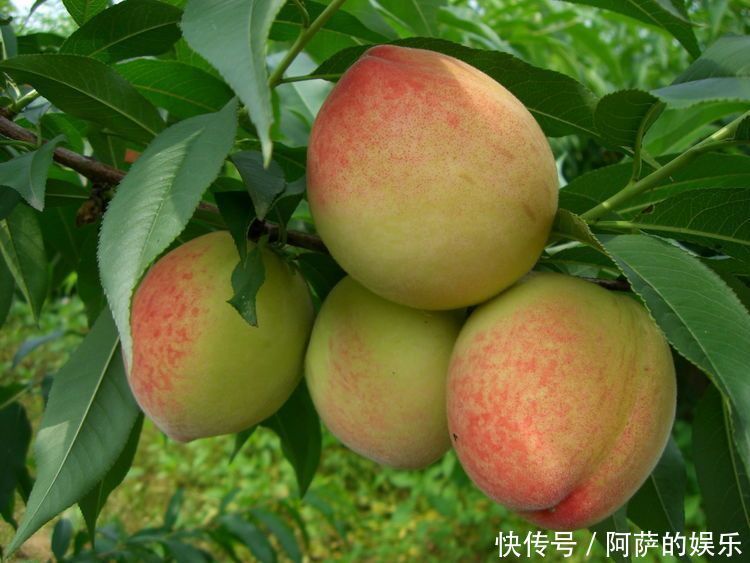 冬天养生要会吃,常吃三种食物,软化血管,降压减脂,好处多多