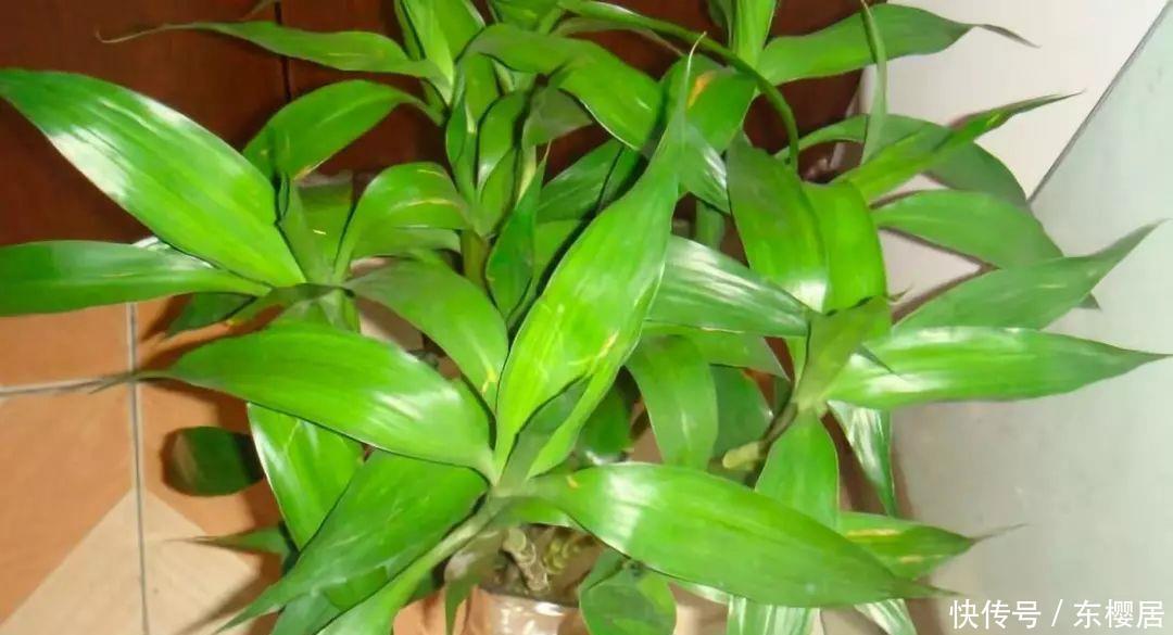 富贵竹、平安树叶子干枯发黄不用怕,教你几招轻松应对黄叶问题