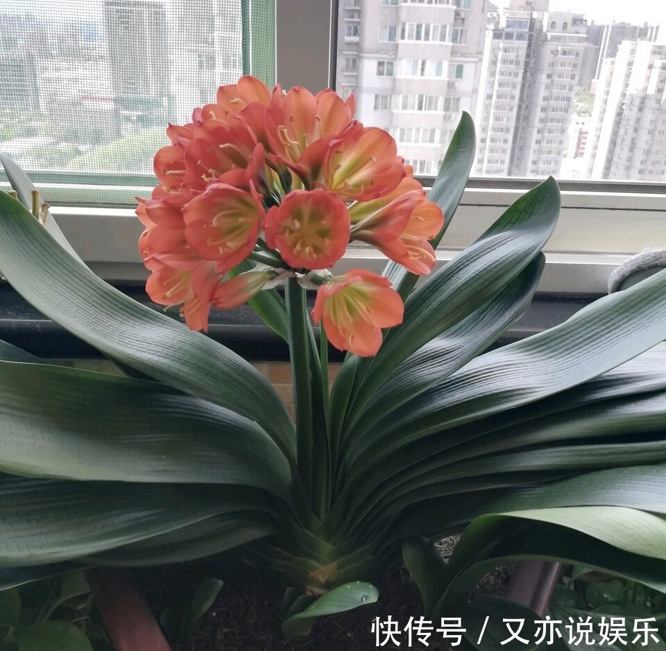 养好君子兰,首先要“戒掉”3个坏习惯,要不烂根、不长、不开花