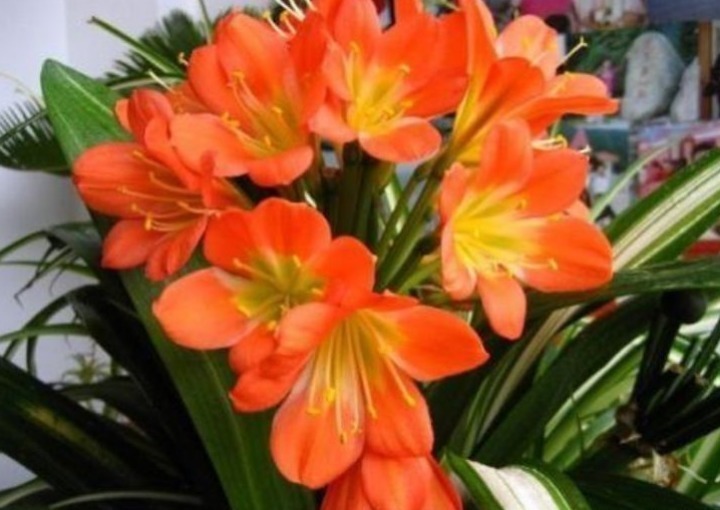 “4种花”花朵硕大、花期长,一开就是300天,观叶又赏花!