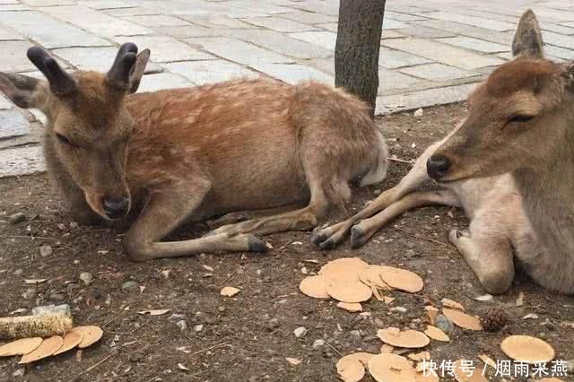 泰国|没有中国游客的第八个月想他，这个国家扛不住了：你们快来吧