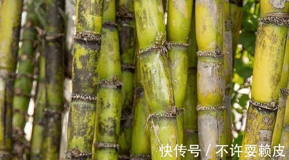 食物|孕期孕妈妈经常吃这3种“补血”食物,可能会预防“贫血”!