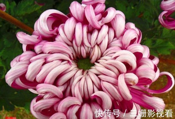 喜欢菊花,不如养盆“珍稀名菊”安吉拉,似仙女下凡,美极了