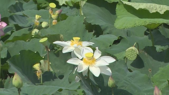 荷花|东莞桥头：又到赏荷季 荷花文旅产业园的荷花率先绽放