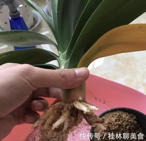 腐叶土|让君子兰“快生根”用上1种“好宝贝”,2周长满狗牙根