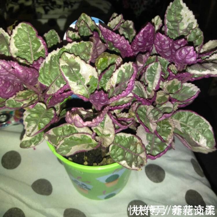 竹芋|6种常见的弱光植物,能室内半阴的环境,养窗台便可维持良好状态