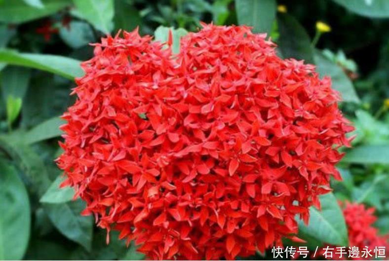 养花就养4种花,家里养一盆,满屋飘香,清新幽雅