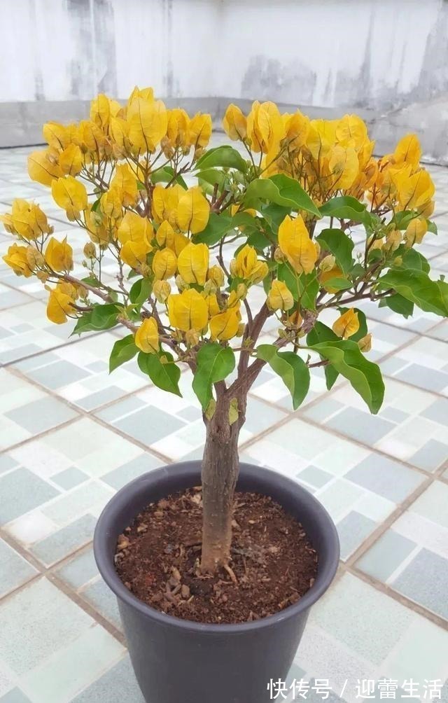 满枝|三角梅不开花,变“刺头”,教你2招拔出刺,满枝全是花球!