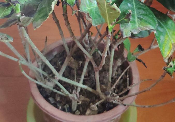 花成了光杆司令,剪一刀撒点药,很快冒新芽