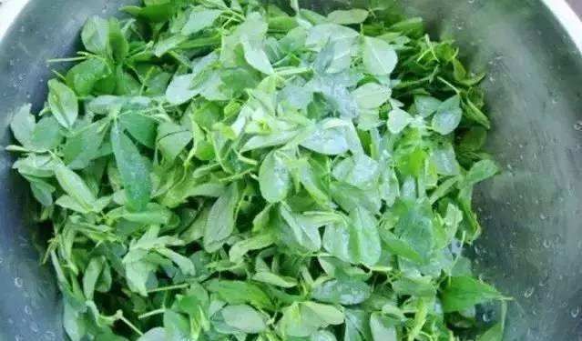 苜蓿芽菜|这菜有“营养”,一把种子发芽多,农村家家有,很充饥!