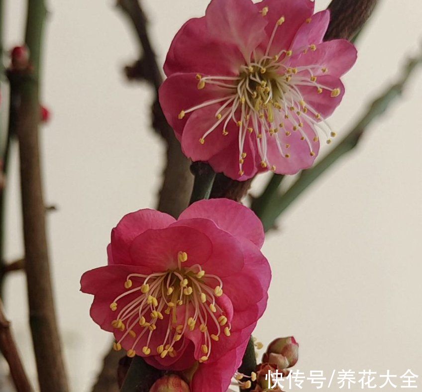 马上过年,这10种年宵花闭眼入,不会踩雷